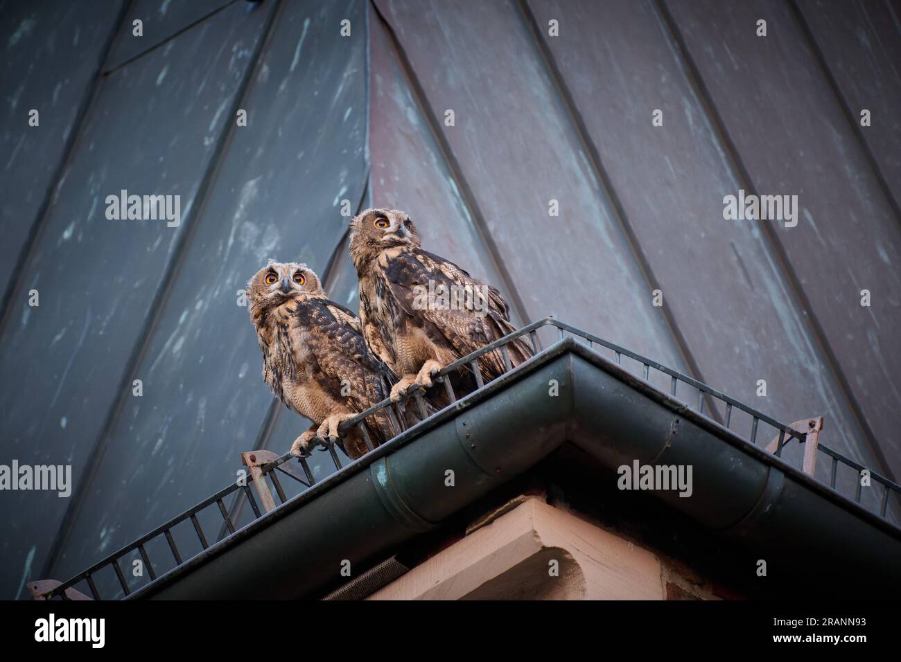 Gufo dell'aquila eurasiatica (Bubo bubo), due giovani su un tetto di una chiesa di Heinsberg, Renania settentrionale-Vestfalia, Germania Foto Stock
