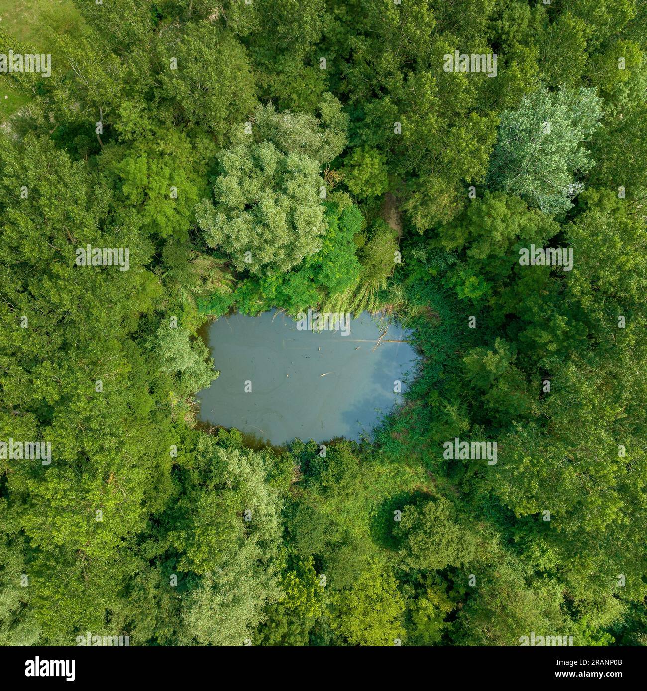 Vista aerea zenithal della laguna di CAN Sisó e della foresta lungo il fiume accanto al lago Banyoles (Pla de l'Estany, Girona Catalogna) Foto Stock