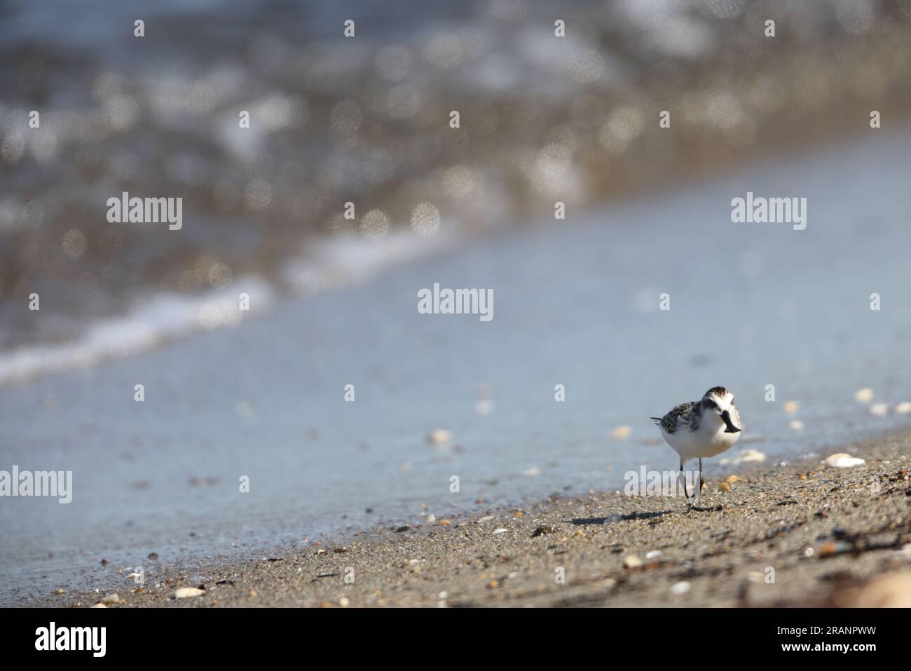 sandpiper (Calidris pygmaea) juvenilein Giappone, una delle specie a rischio di estinzione Foto Stock