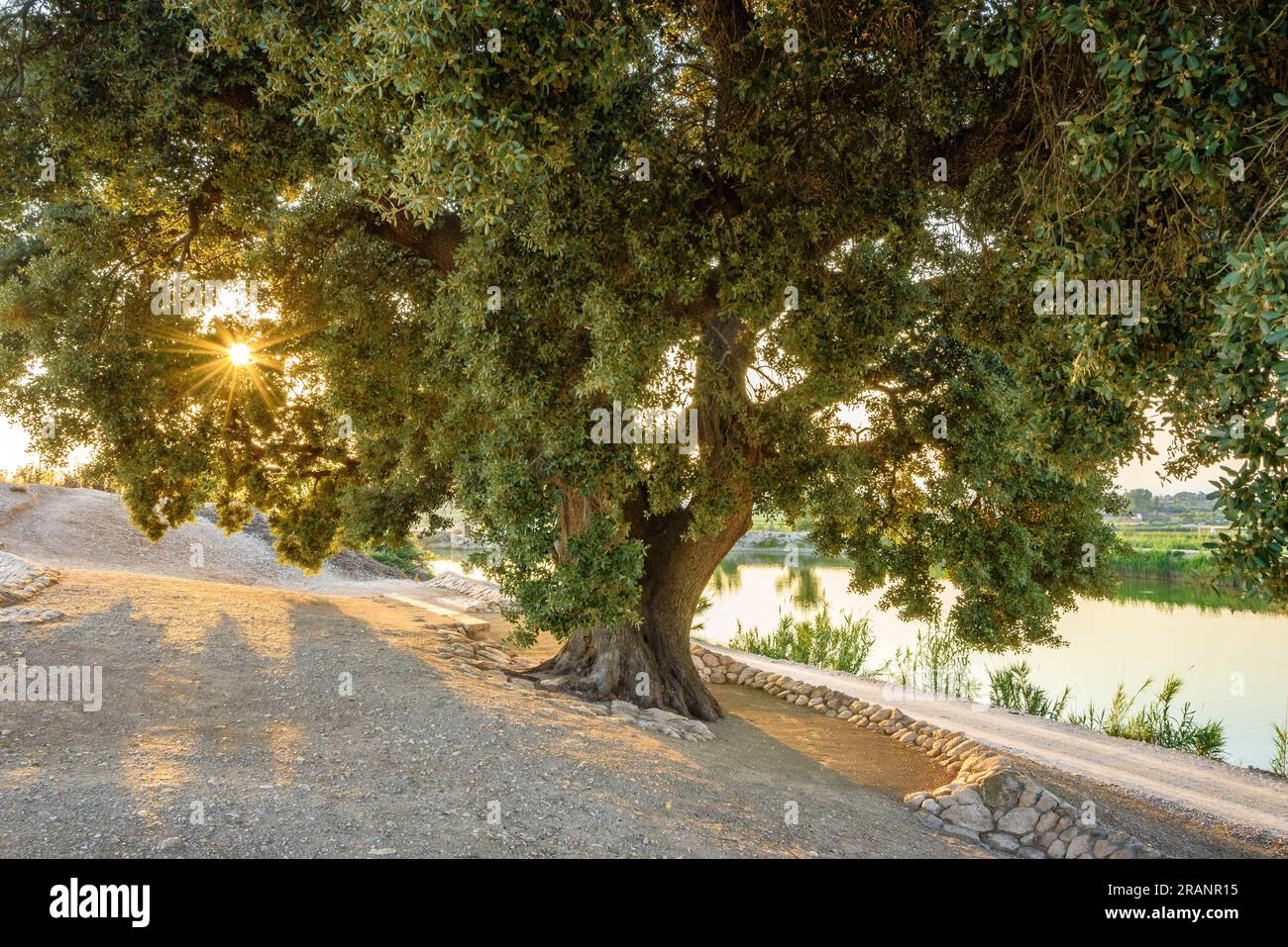 La quercia di Quelàs al tramonto. È il leccio più antico della regione di Pla d'Urgell con più di 600 anni (Pla d'Urgell, Lleida, Catalogna, Spagna) Foto Stock