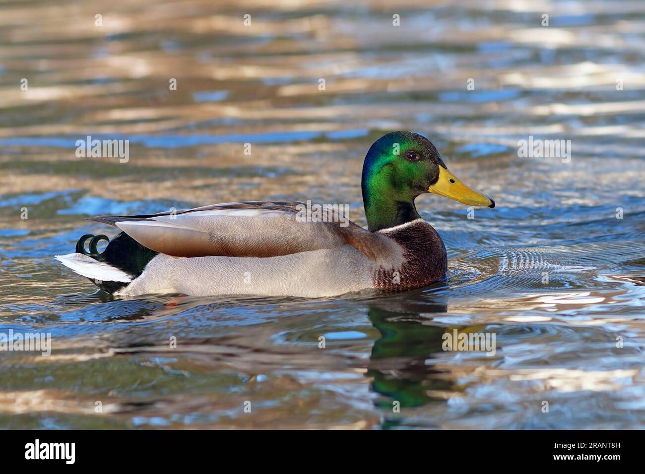 Anatra mallard che nuota sul lago (Anas platyrhynchos) Foto Stock