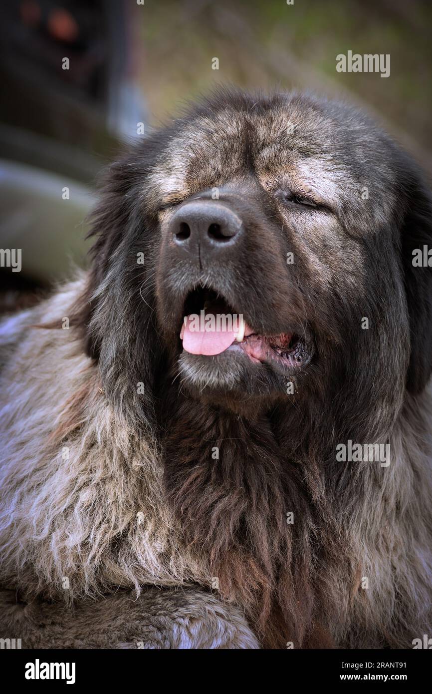 ritratto di un enorme cane custode, il pericoloso pastore caucasico Foto Stock