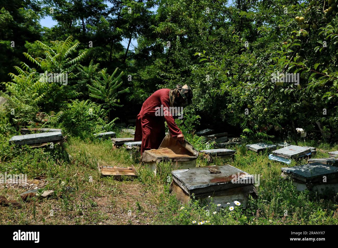 Srinagar, India. 3 luglio 2023. 3 luglio 2023, Srinagar Kashmir, India: Un apicoltore del Kashmir, mostra un alveare pieno di api mellifere in una fattoria alla periferia di Srinagar. Gli apicoltori producono miele utilizzando gli alveari moderni, durante gli inverni quando le temperature scendono sotto lo zero richiede un po' più di cura, il grado di allevamento delle api è una sfida. Il 3 luglio 2023 a Srinagar Kashmir, India. (Foto di Firdous Nazir/Eyepix Group/Sipa USA) credito: SIPA USA/Alamy Live News Foto Stock