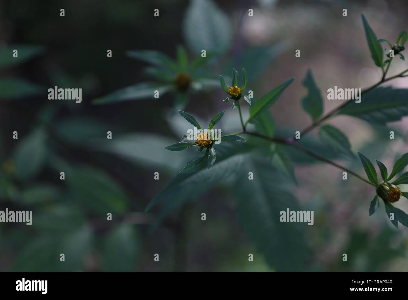 Bidens frondosa, i mendicanti del diavolo fiori nella foresta Foto Stock