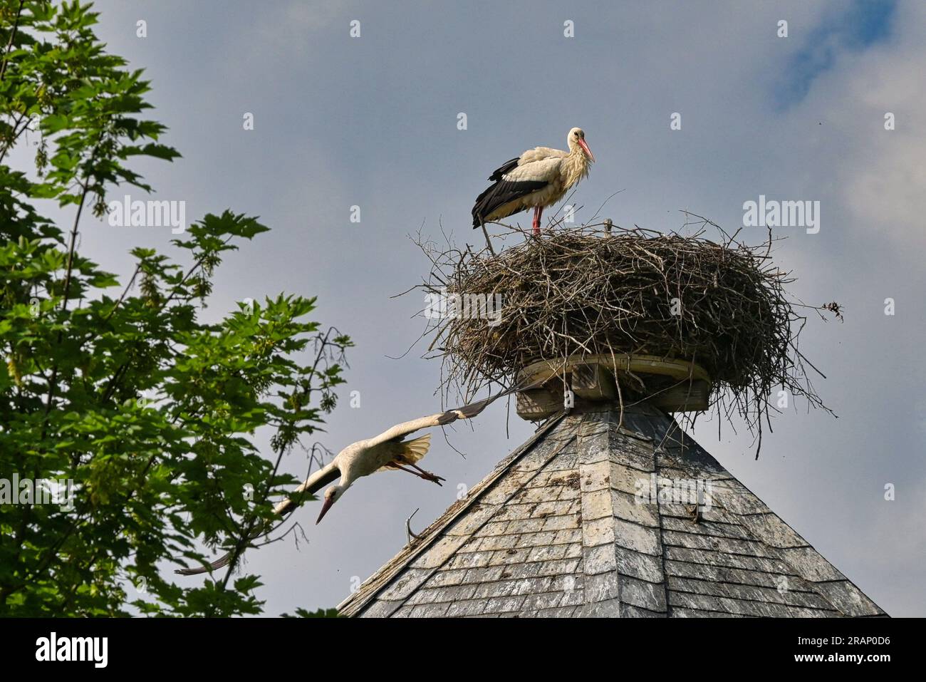 Cicogne nel proprio nido Foto Stock