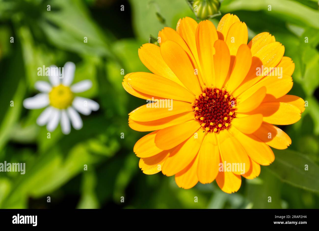 Pot Marigold da vicino Foto Stock