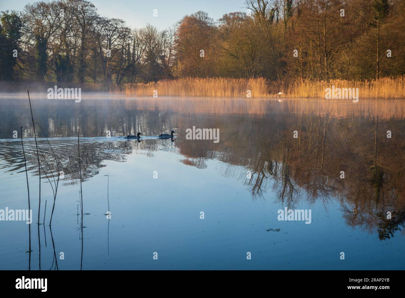 Tranquillo lago la mattina presto, immagine rilassante Foto Stock