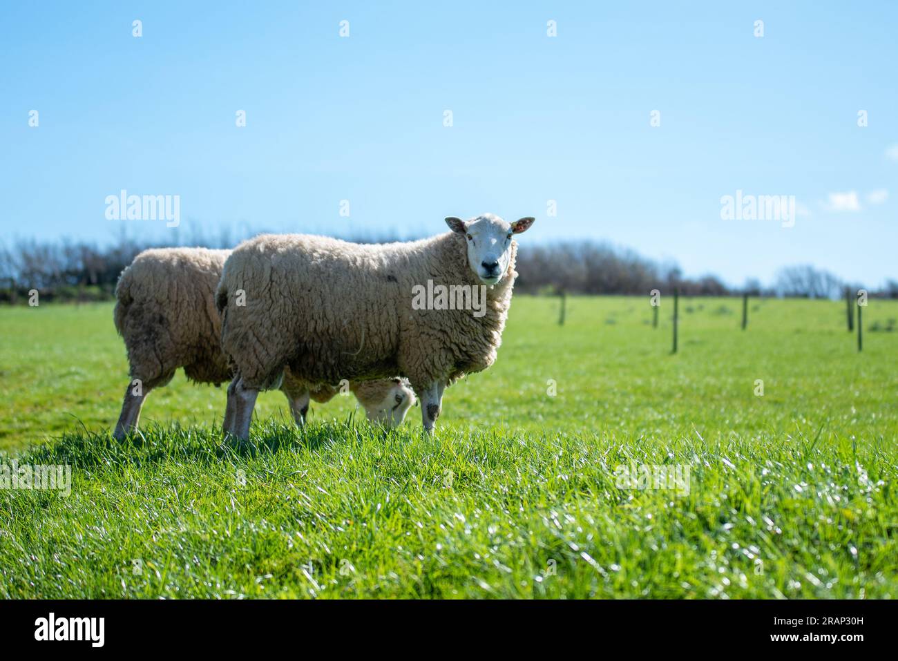 Pecore che pascolano in un lussureggiante campo verde Foto Stock