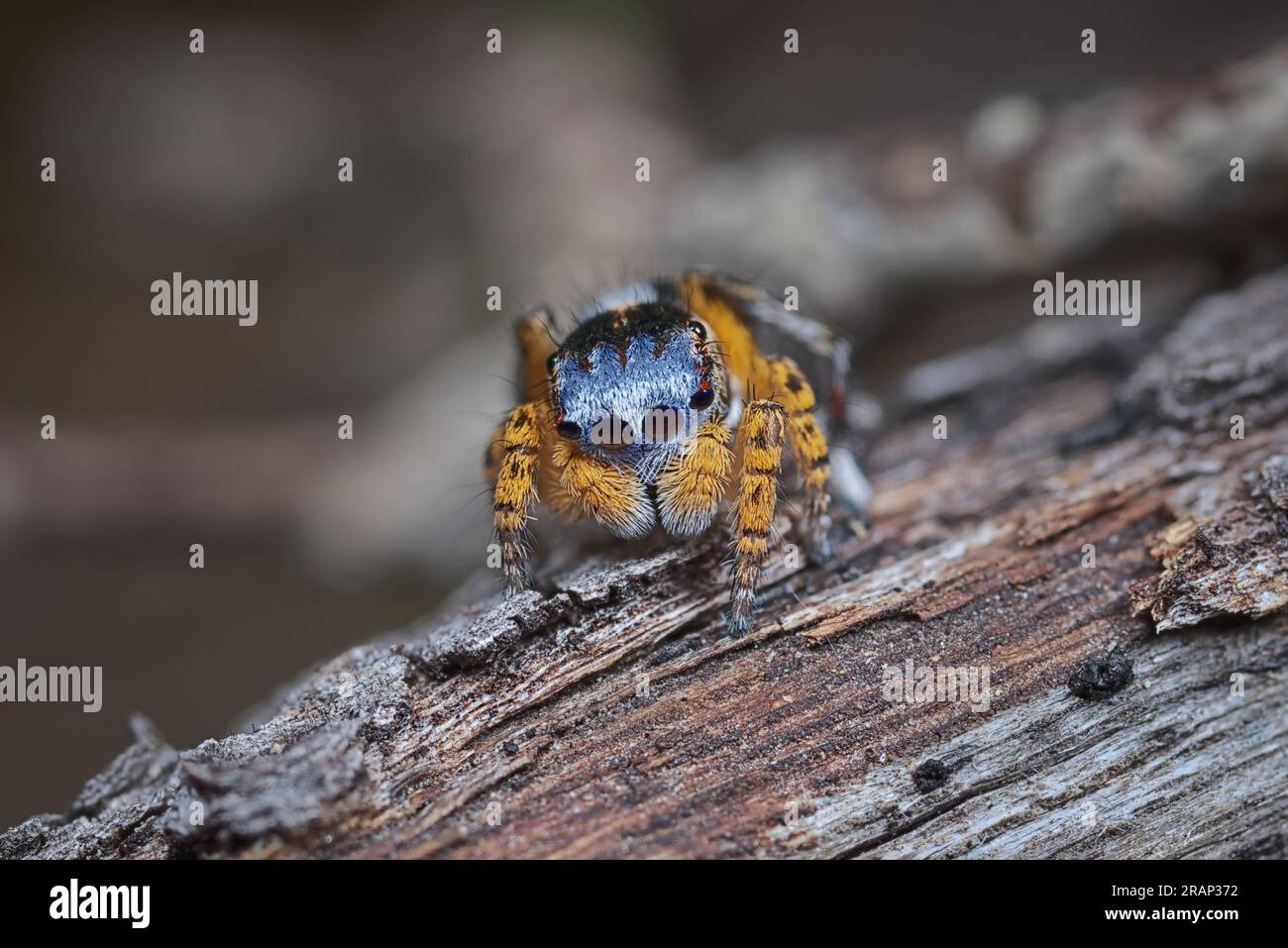 Peacock Spider. Maschio Maratus banyowla nei suoi colori da riproduzione Foto Stock