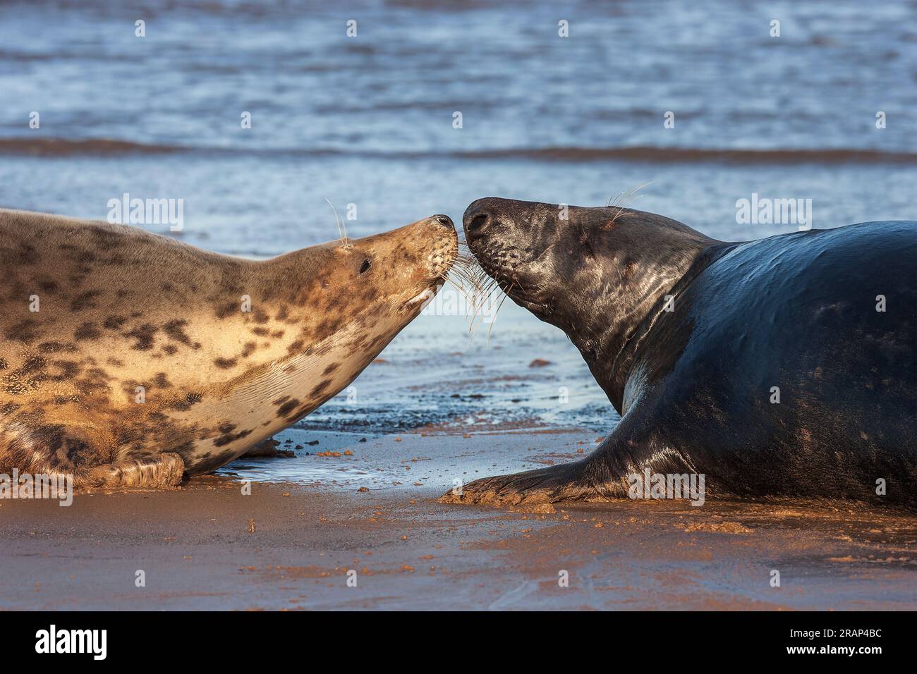 Grey Seal, Halichoerus grypus, uomini adulti e donne adulte che combattono sulla spiaggia, Winterton, Norfolk, Regno Unito Foto Stock