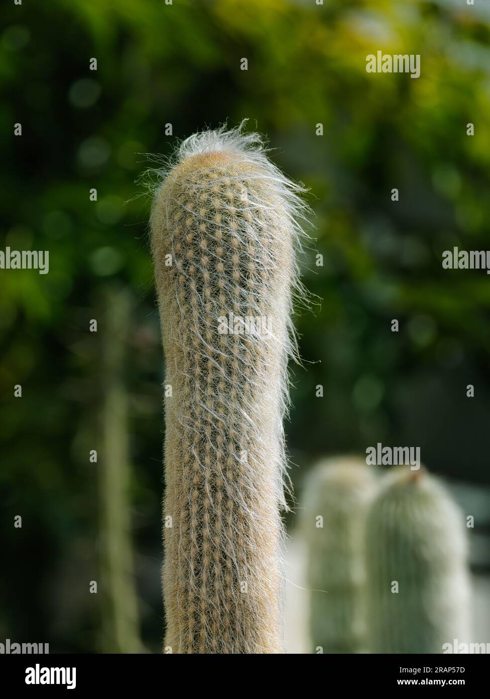 Primo piano di Cleistocactus strausii (Silver Torch Cactus / Woolly Torch) stelo colonnare densamente ricoperto di spine bianche simili ai capelli, Cactaceae, Bolivia Foto Stock