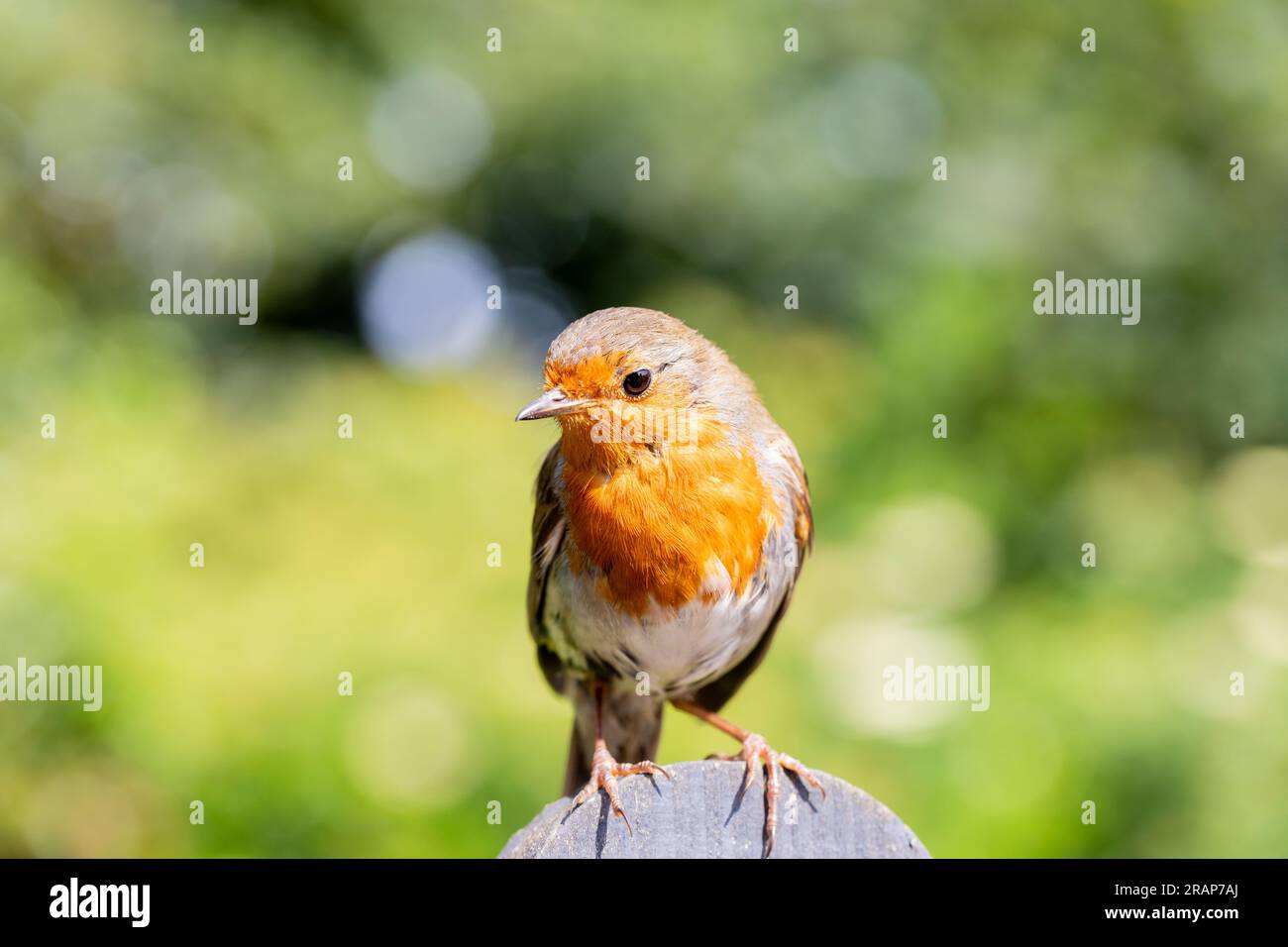 Erithacus rubecula, Robin europeo arroccato sulla cima di una recinzione. Foto Stock