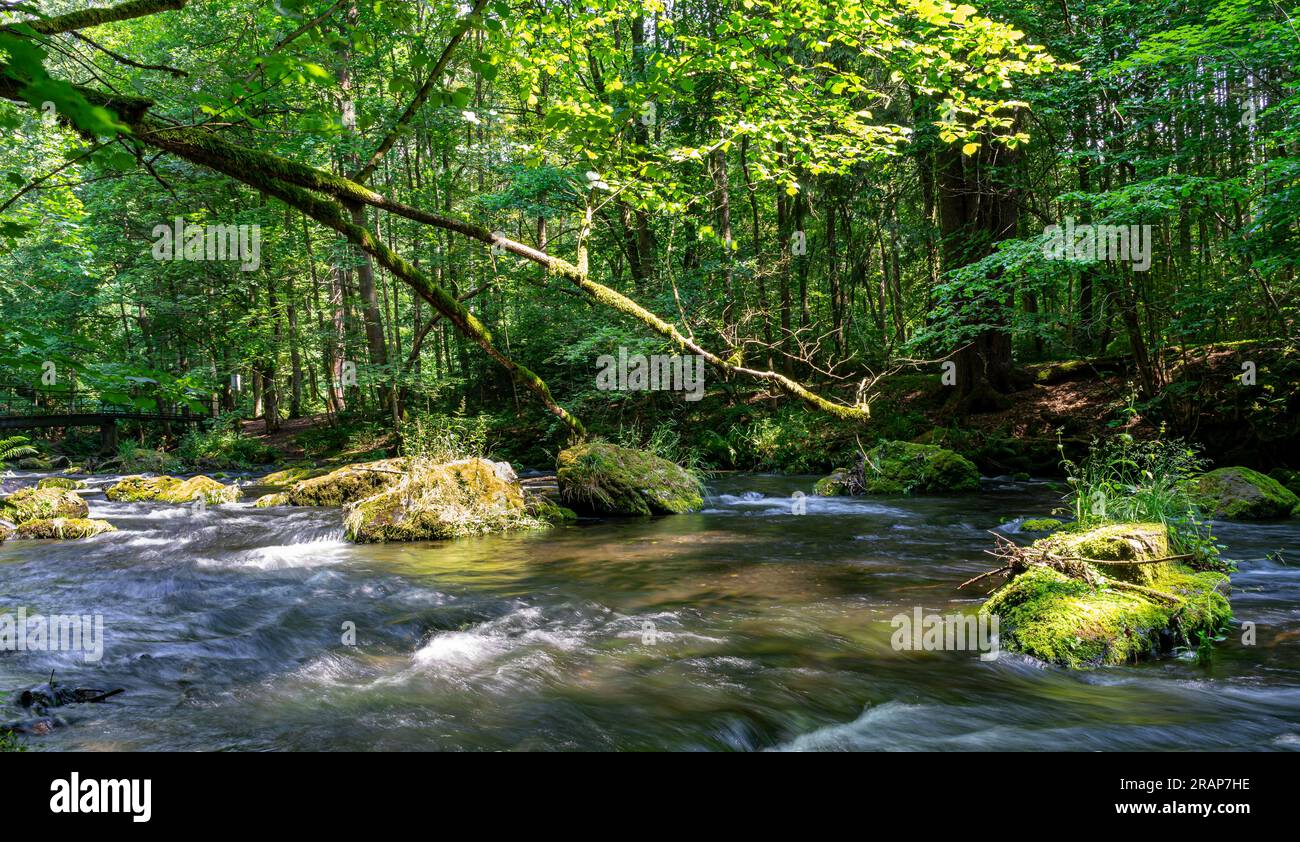 carta da parati river in the forest Foto Stock