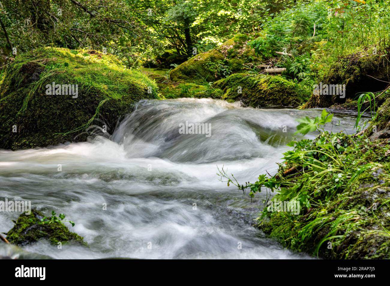 cascata di ruscello di montagna nella foresta Foto Stock