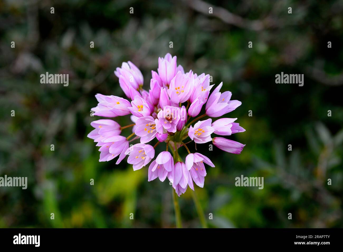 L'aglio rosato (Allium roseum) è un aglio selvatico commestibile originario del bacino del Mediterraneo. Le infiorescenze all'aglio rosato sono delle piccole. Angiosperme. Monoco Foto Stock