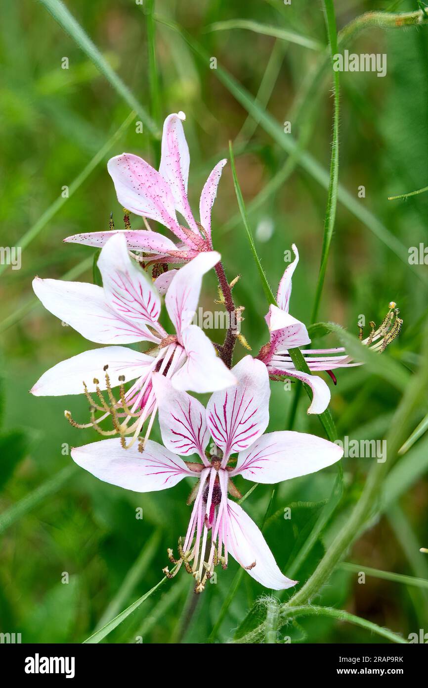 Fiore selvatico , Diptam, Dictamnus albus nelle montagne carsiche della Slovenia Foto Stock