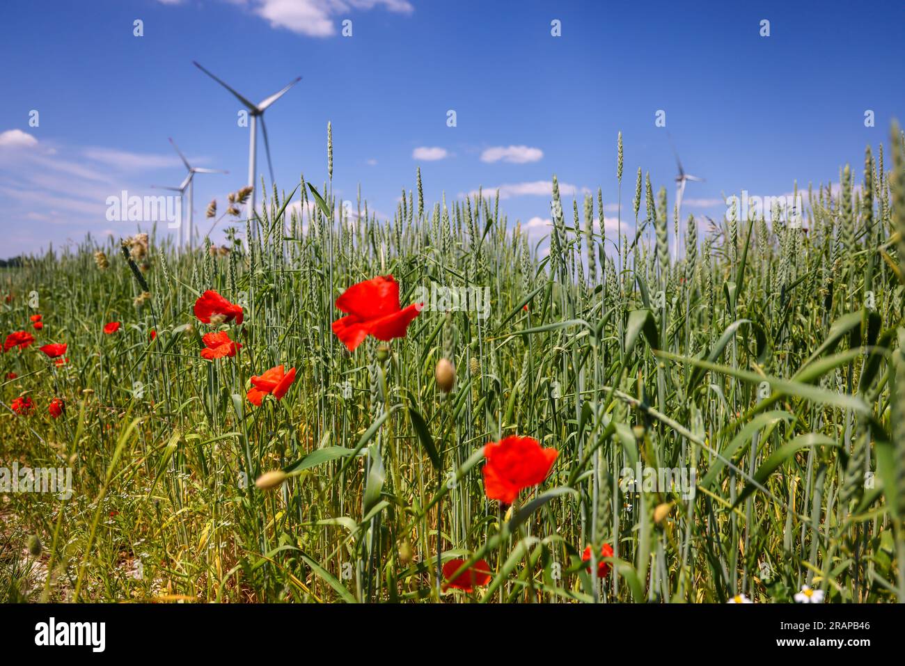 Lichtenau, Renania settentrionale-Vestfalia, Germania - strisce di fiori su un campo di grano, papaveri, un parco eolico con turbine eoliche sul retro. Foto Stock