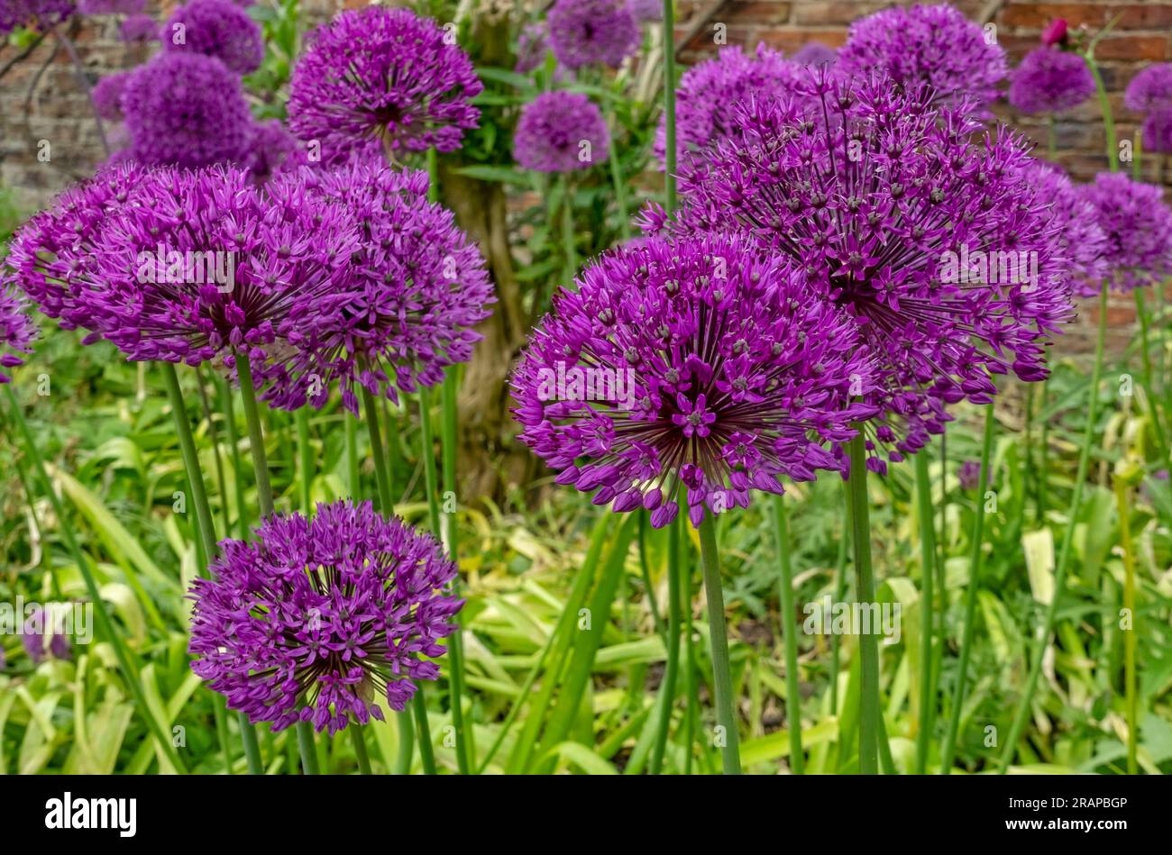 Primo piano dei fiori viola allium hollandicum alliums fioriti in un giardino fiorito in estate Inghilterra Regno Unito Gran Bretagna Foto Stock