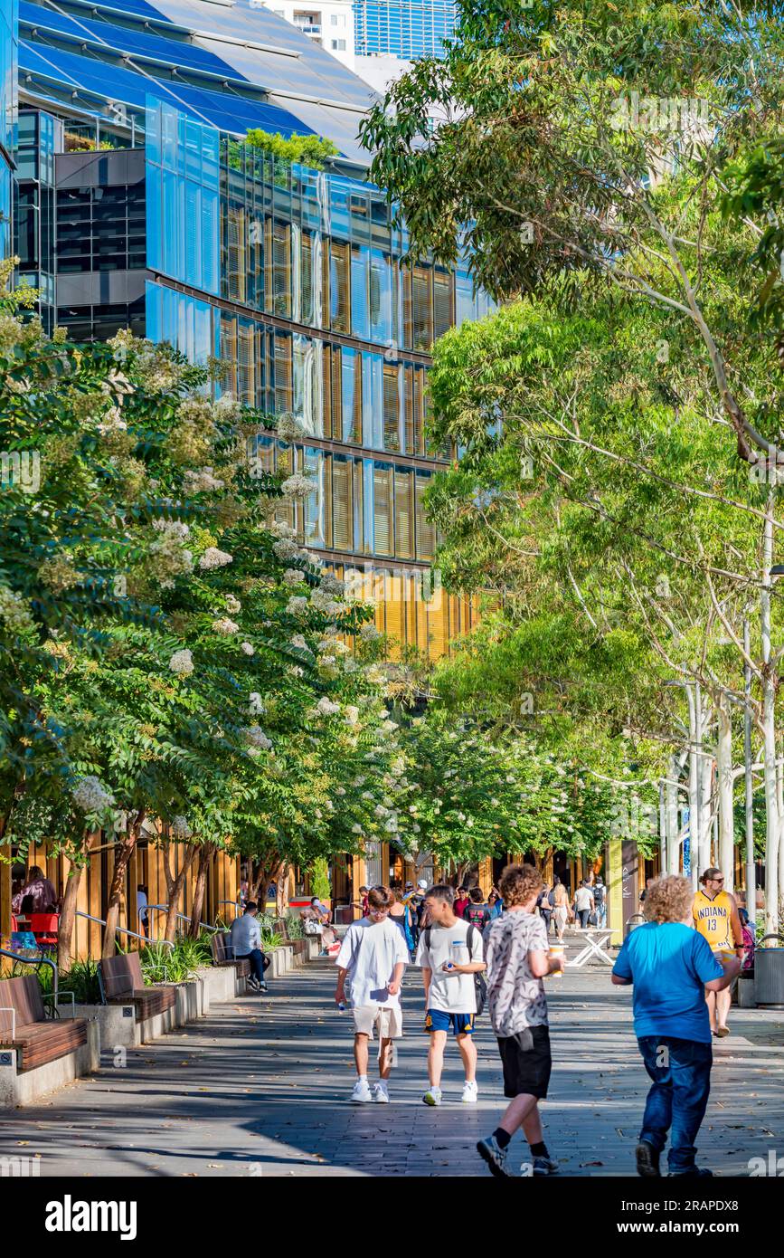 Persone che camminano nel tardo pomeriggio attraverso il Darling Quarter alberato verde a Sydney, nuovo Galles del Sud, Australia Foto Stock