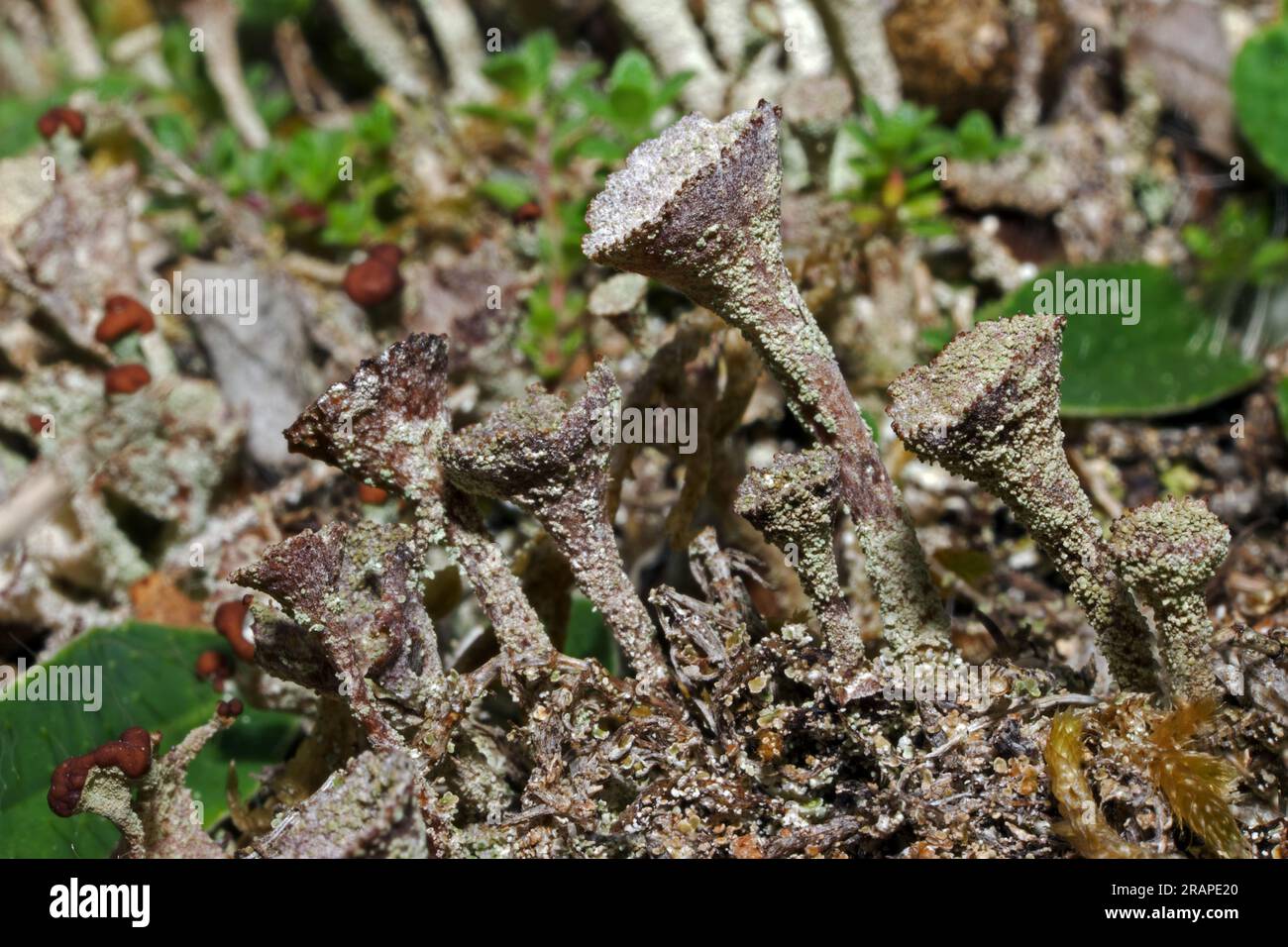 Cladonia pyxidata è un lichene della Pixie Cup che si trova in una varietà di habitat meno acidi, tra cui dune di sabbia. È comune in tutta la Gran Bretagna. Foto Stock