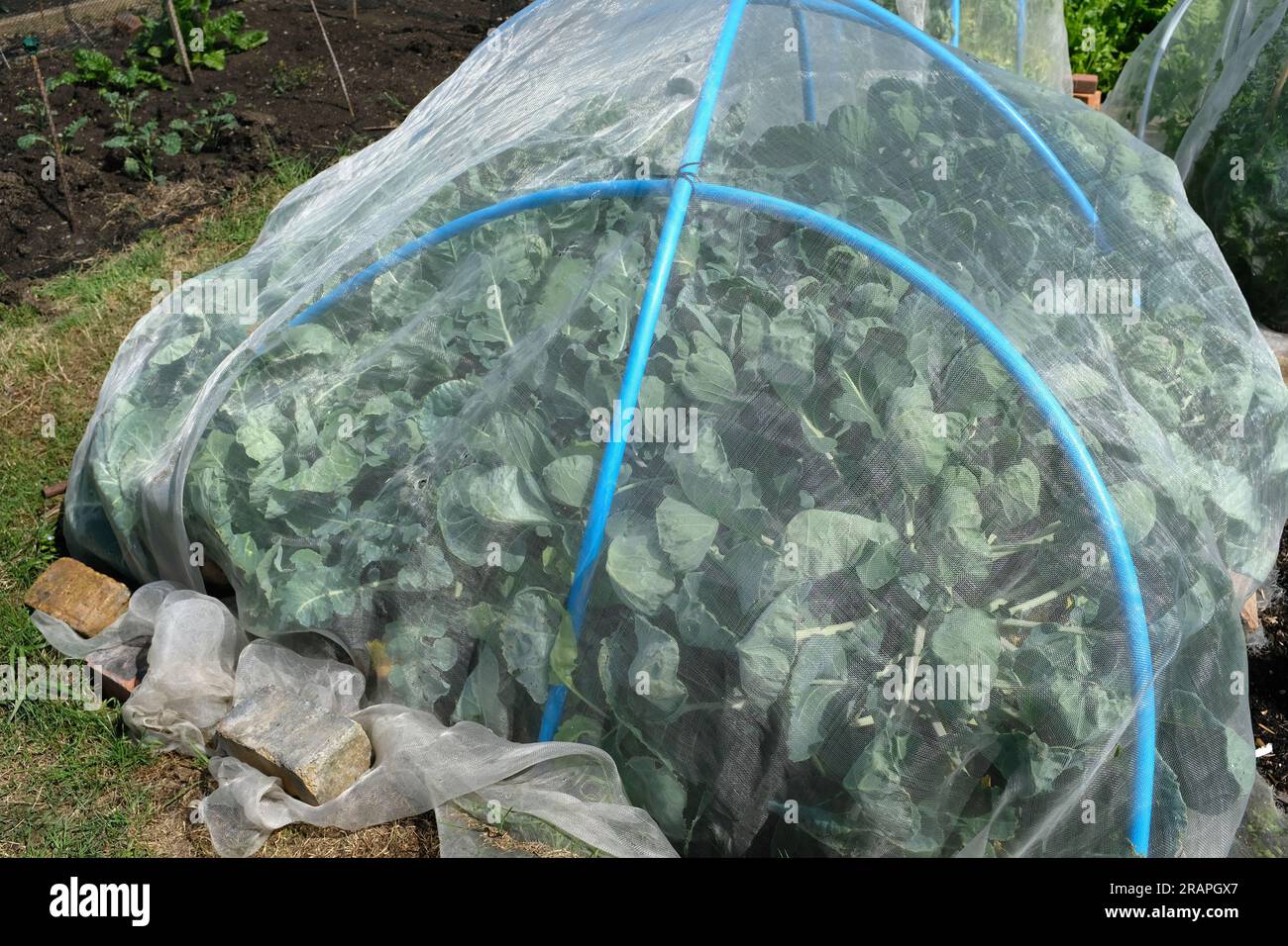 Cavolo che cresce sotto la rete per proteggersi da piccioni e parassiti. Foto Stock