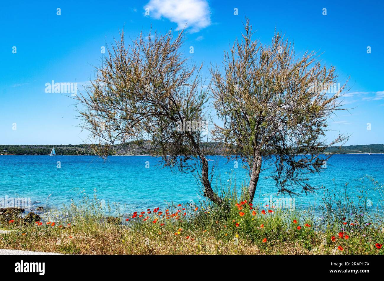 Fiori e alberi selvatici fiancheggiano la costa occidentale dell'isola di Brac in Croazia nel mare Adriatico nella contea di Spalato-Dalmazia. Foto Stock