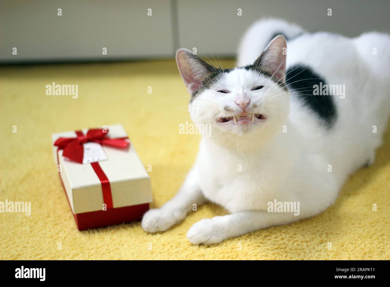 Varie espressioni e pose di gatto Bobtail giapponese con una confezione regalo sul letto Foto Stock