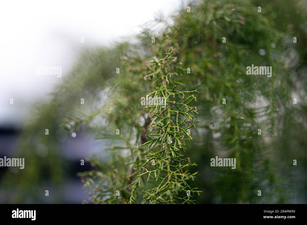 pineta di huon, in una foresta e piantagione autoctona in tasmania, australia Foto Stock