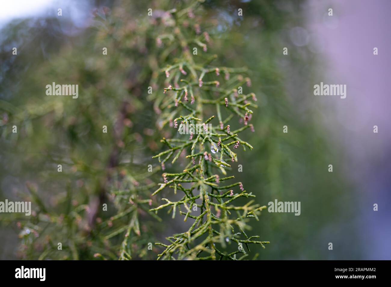 pineta di huon, in una foresta e piantagione autoctona in tasmania, australia Foto Stock