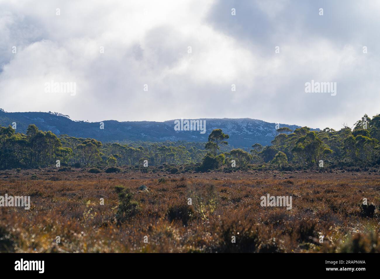 foresta australiana negli altopiani con piante autoctone in primavera Foto Stock