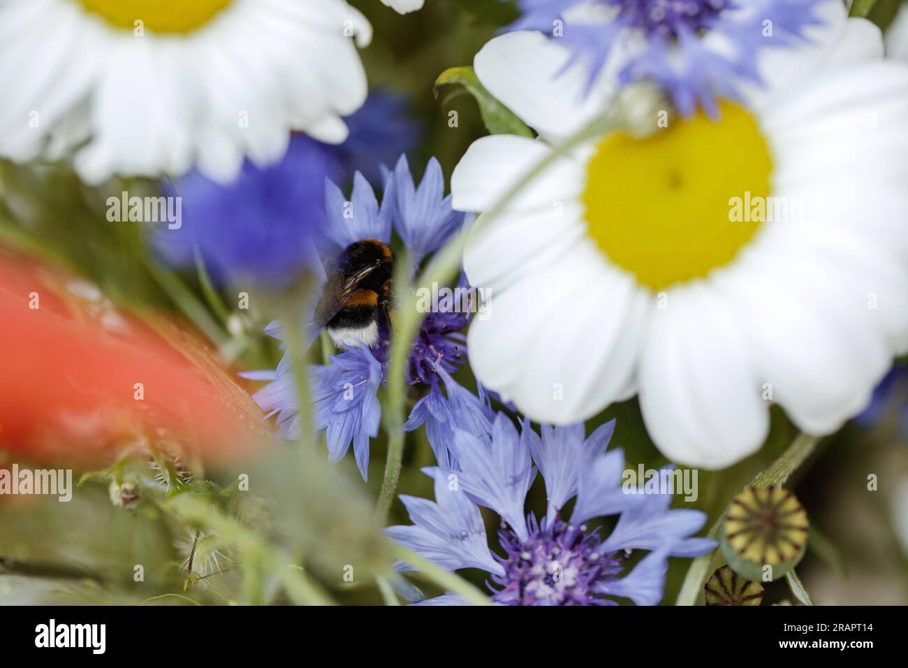 Nettare succhiante di Bumblebee Foto Stock