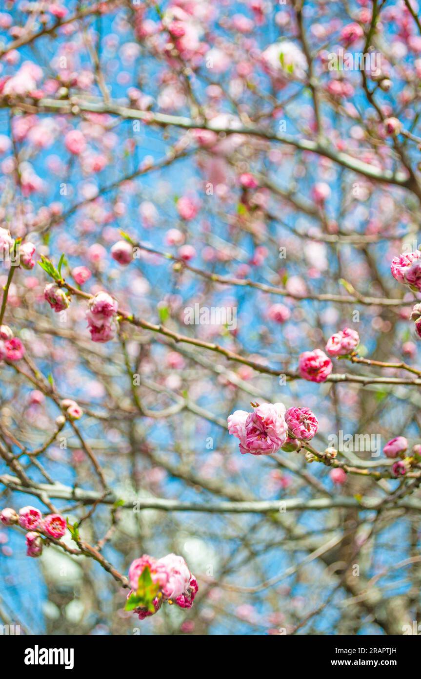 Piccoli fiori rosa fioriscono su ciliegio all'aperto. Sfondo sfocato di un bel ciliegio in fiore. Foto Stock