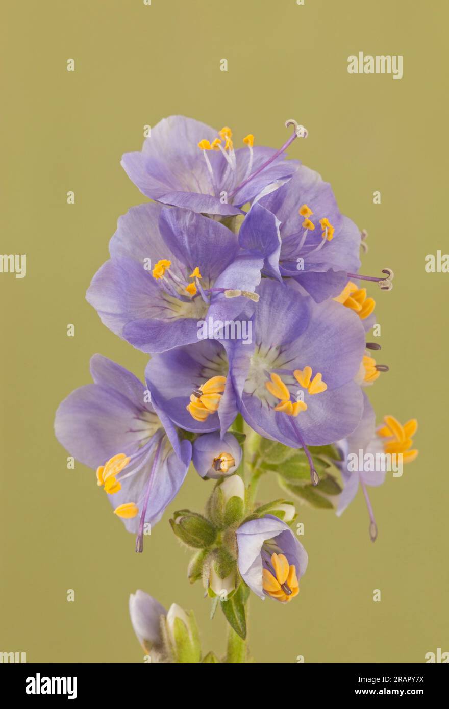 Polemonium 'Blue Pearl', Jacob's Ladder Foto Stock