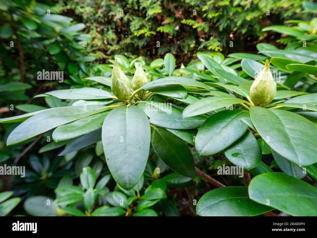 Germogli emergenti di Rhododendron (Catawbiense grandiflorum) in primavera Foto Stock
