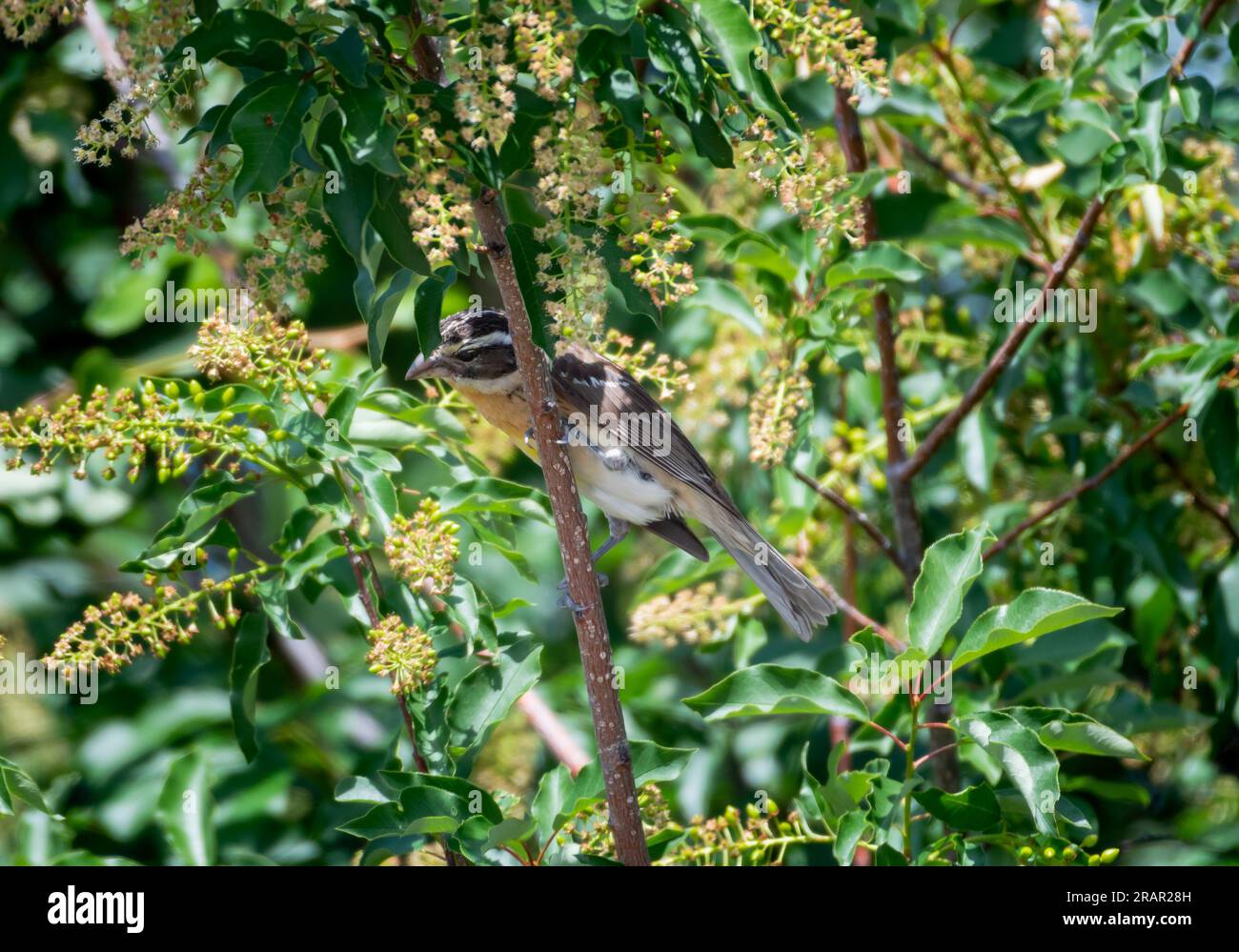 Grosbeak dalla testa nera, Pheucticus melanocephalus, che cerca bacche in un albero lussureggiante Foto Stock