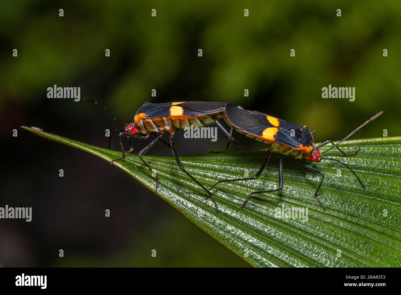 2 bug collegati l'uno all'altro Foto Stock