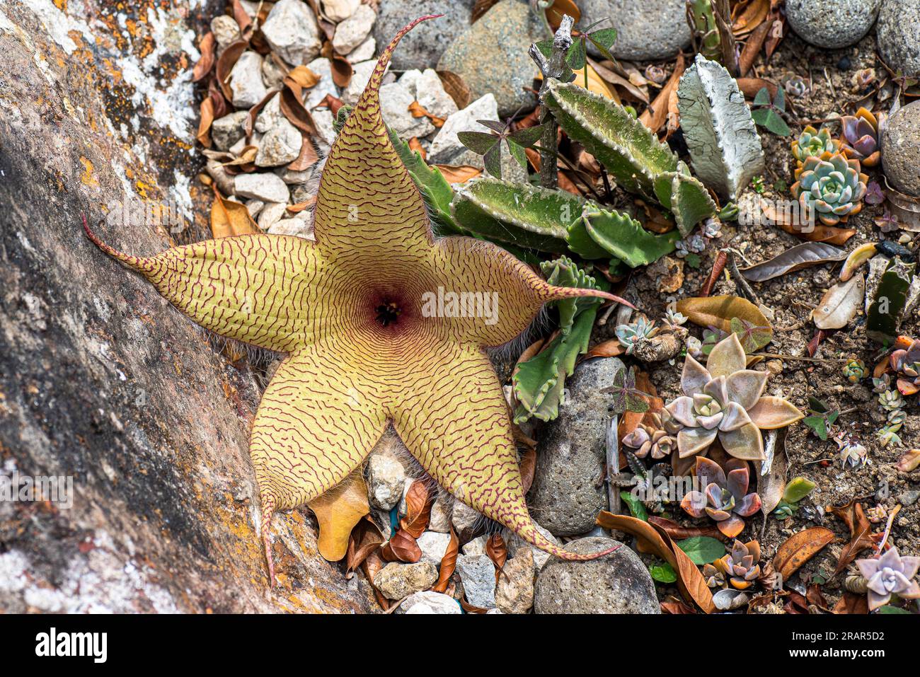 Fioritura di Stapelia gigantea Foto Stock
