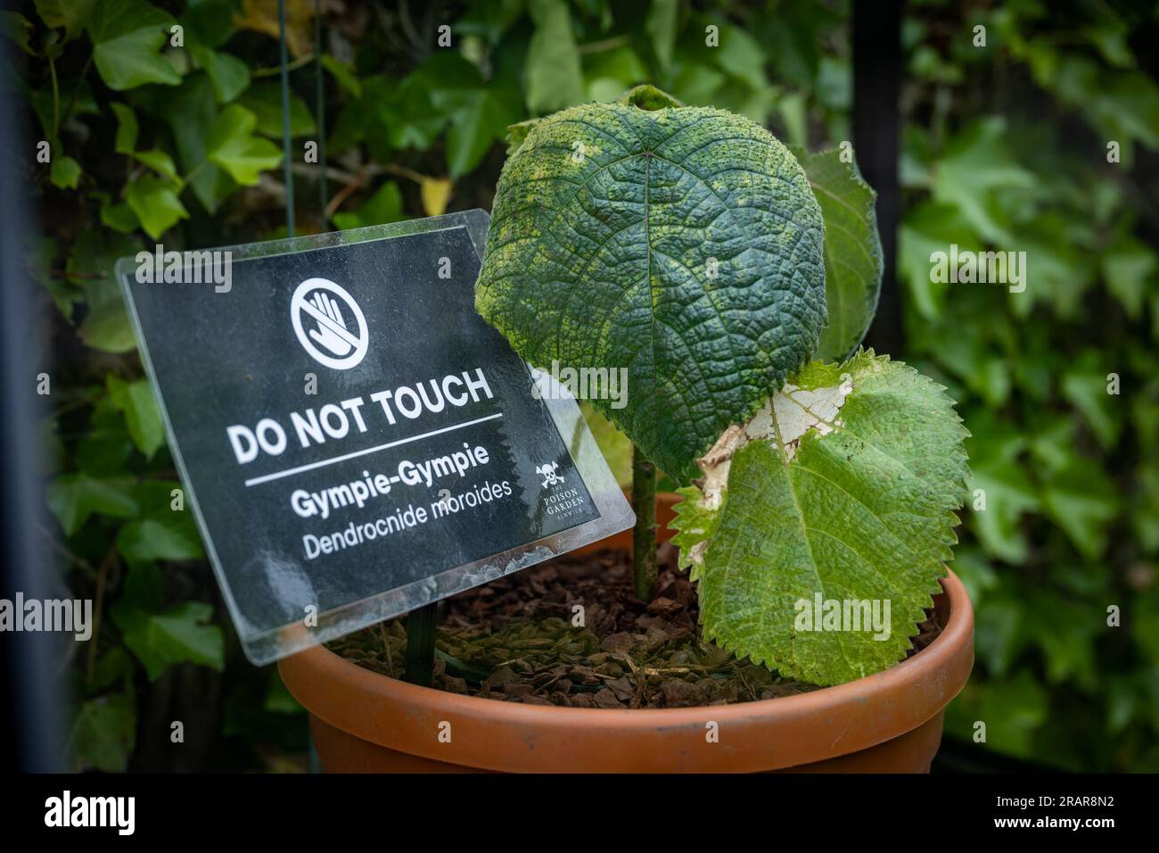 4 luglio 2024 The Alnwick Garden, Alnwick, Northumberland, Inghilterra, Regno Unito. L'immagine mostra i giardinieri Amy Thorp e Joe Savage che svelano lo stabilimento Gympie Gympie nel Poison Garden presso l'Alnwick Garden. I confini del Giardino dei veleni sono tenuti dietro le porte nere di ferro, aperte solo durante le visite guidate. Una combinazione di bui tunnel ricoperti di edera e letti a forma di fiamma crea un giardino educativo pieno di interesse e intrighi, dove le piante più pericolose sono custodite all'interno di gabbie giganti. I visitatori possono conoscere le piante velenose, ma è severamente vietato toccarle. Informazioni da comunicati stampa Foto Stock