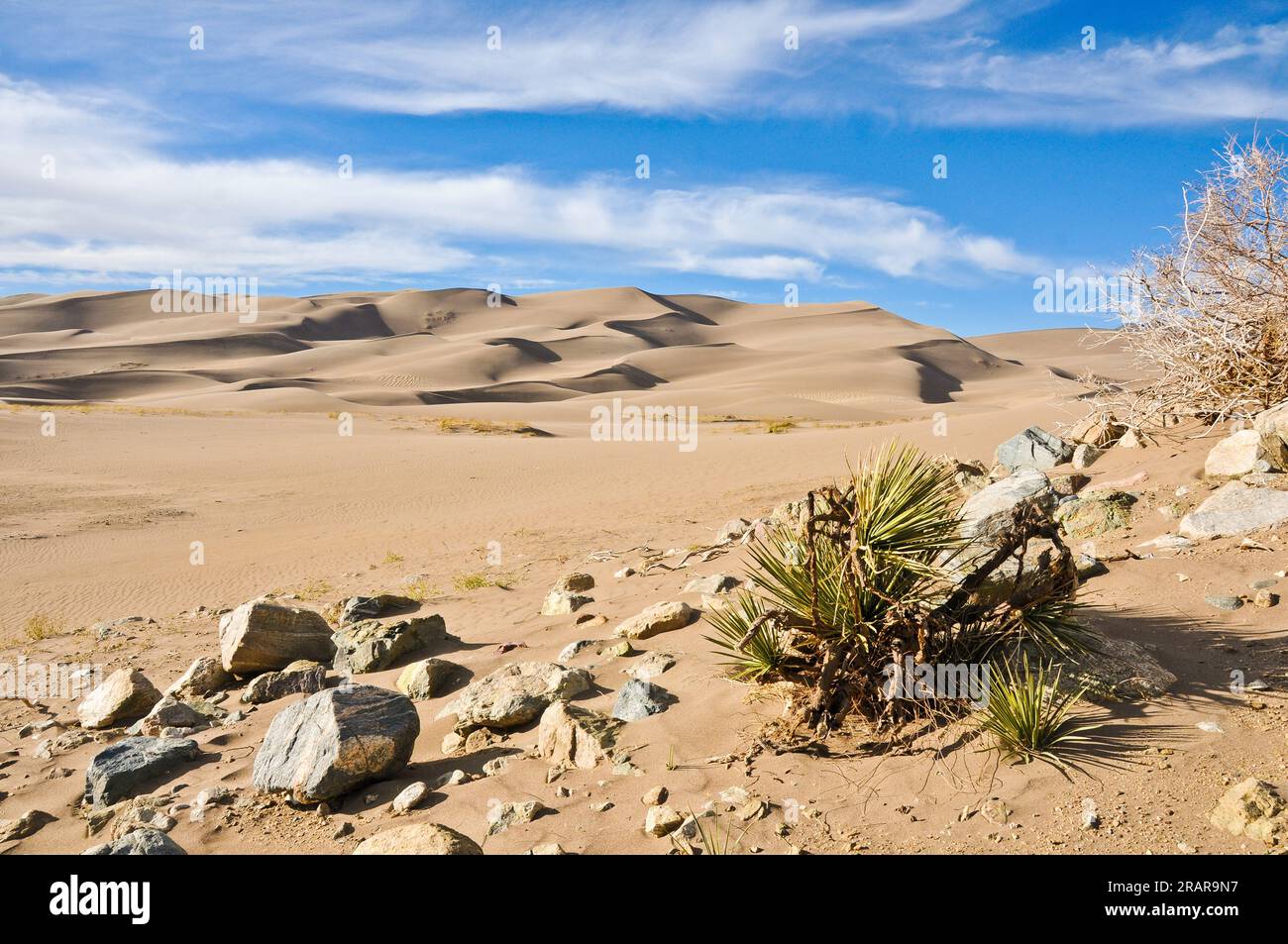 La pianta di Yucca cresce nelle sabbie aride del Great Sand Dunes National Park in Colorado, Stati Uniti Foto Stock