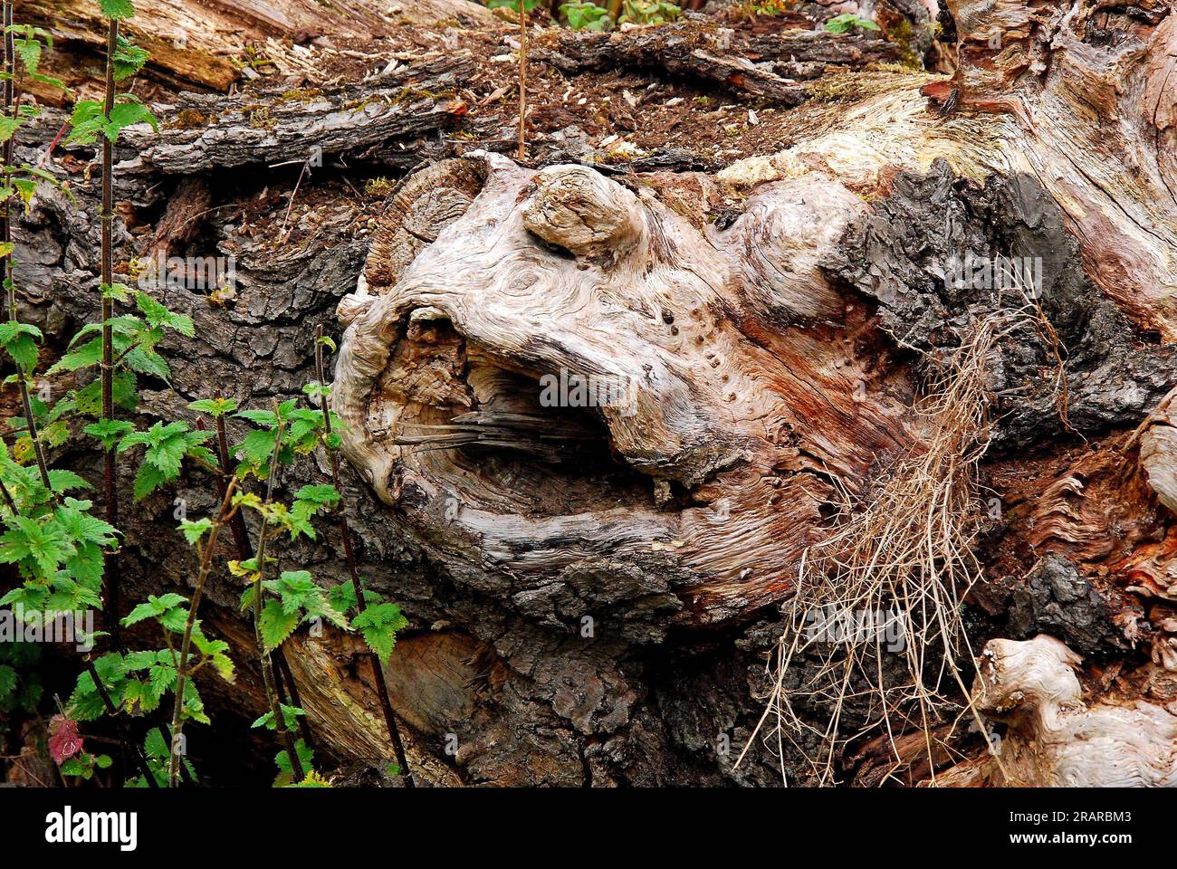 ceppo di albero Foto Stock