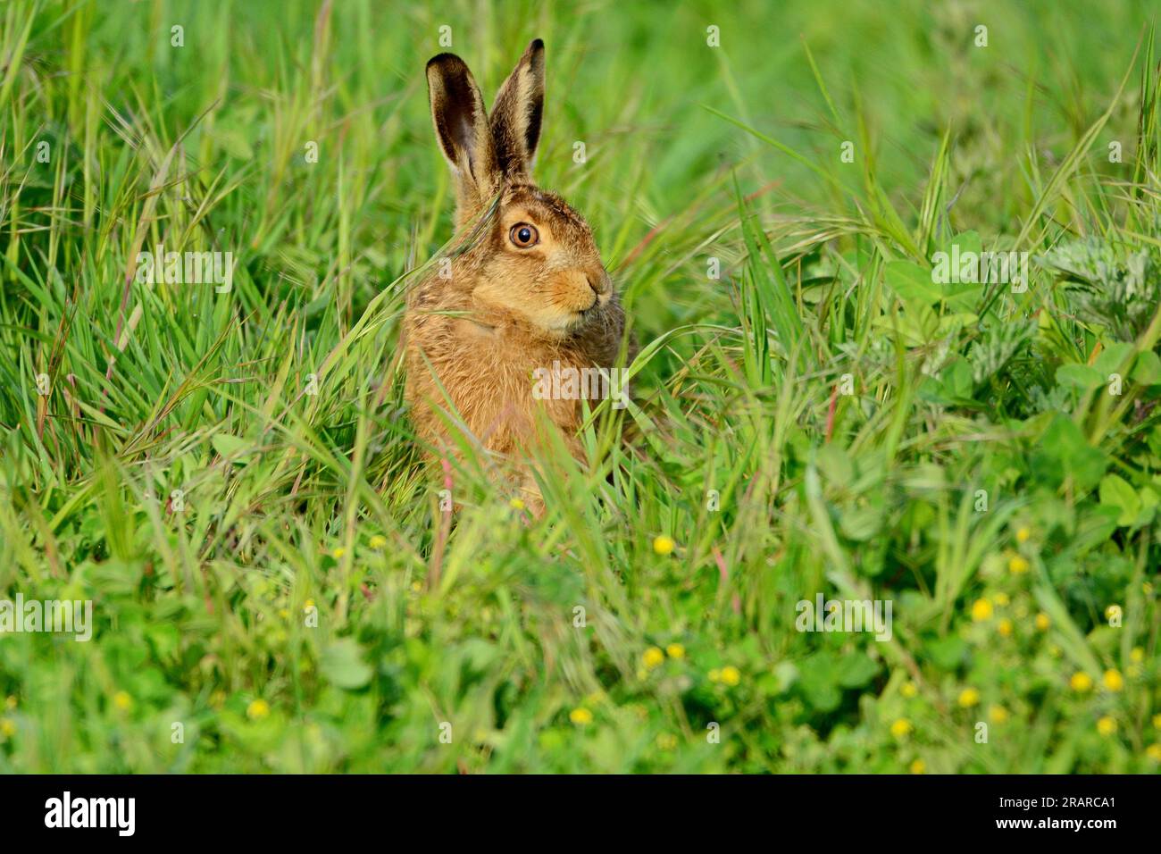 Lepre Foto Stock