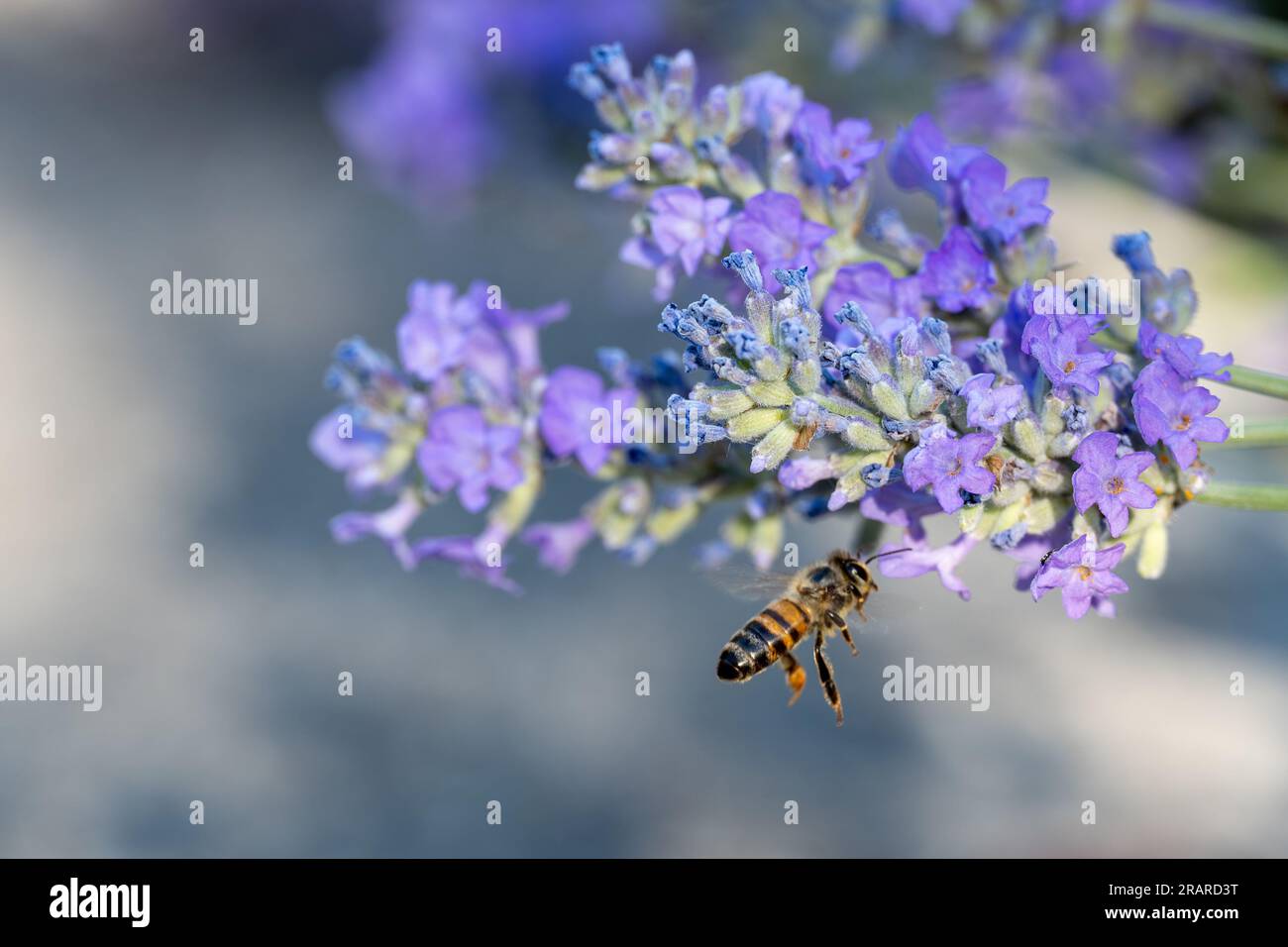 ape su lavanda Foto Stock