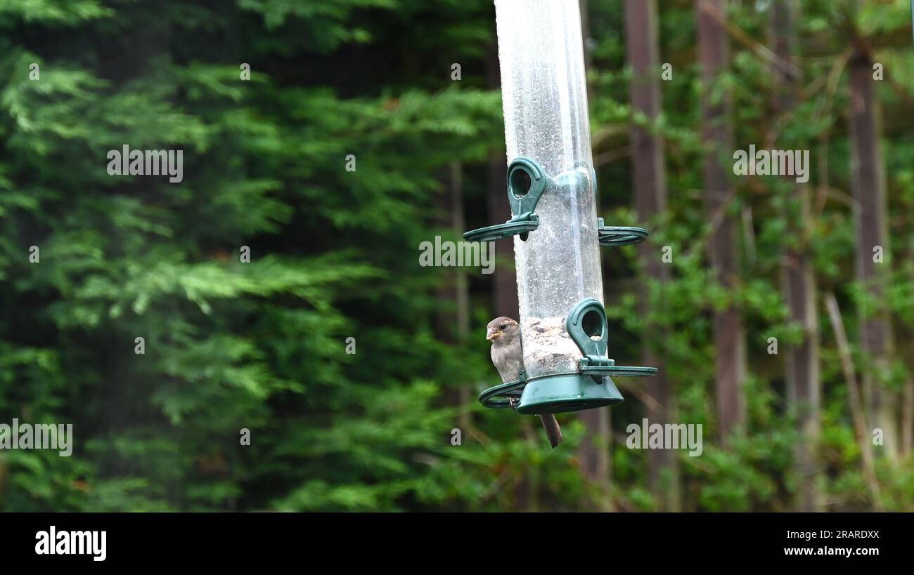 Un passero domestico su un alimentatore di uccelli Foto Stock