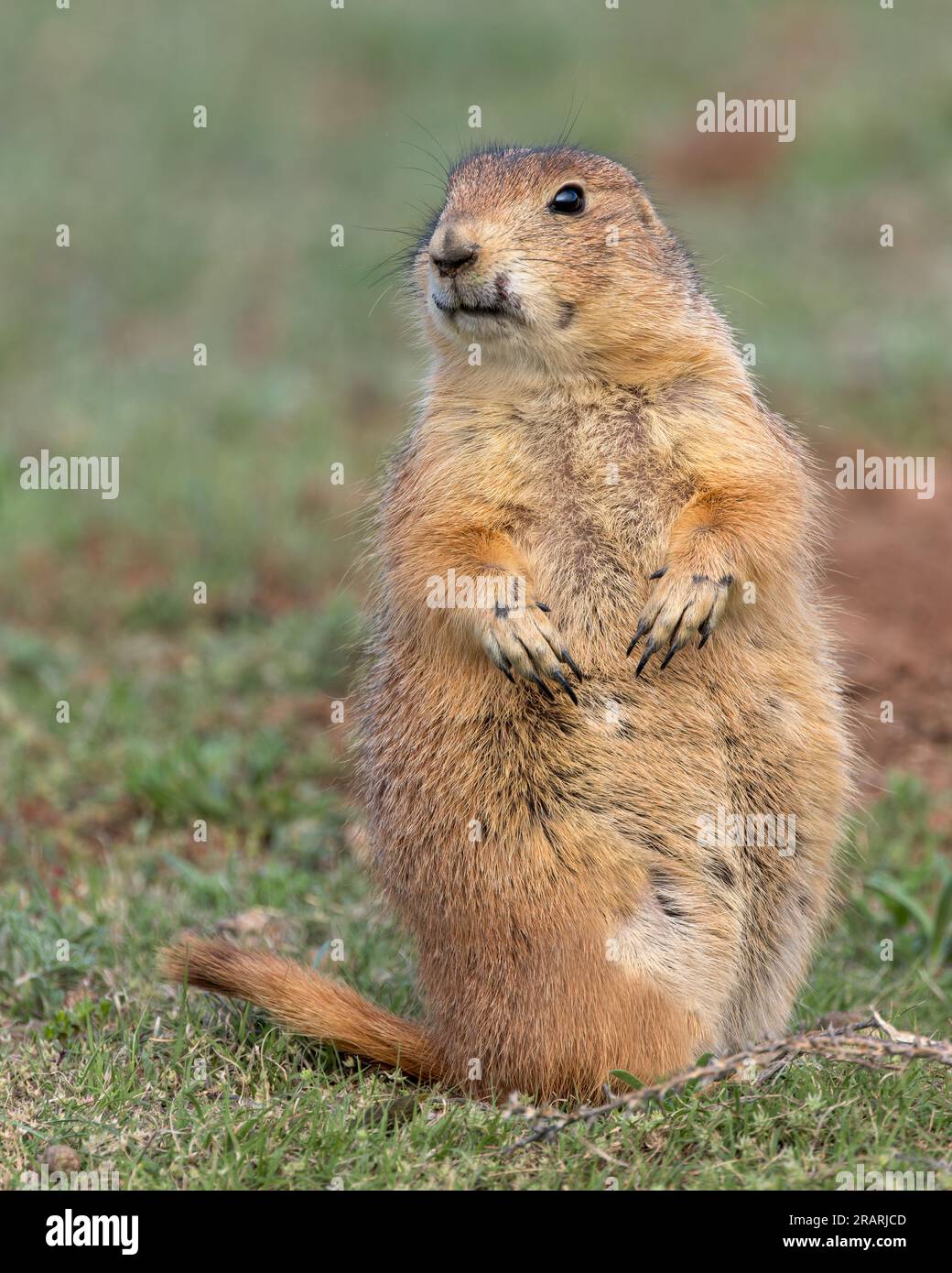 Un cane della prateria dalla coda nera è in allerta nel Devils Tower National Monument, Wyoming Foto Stock