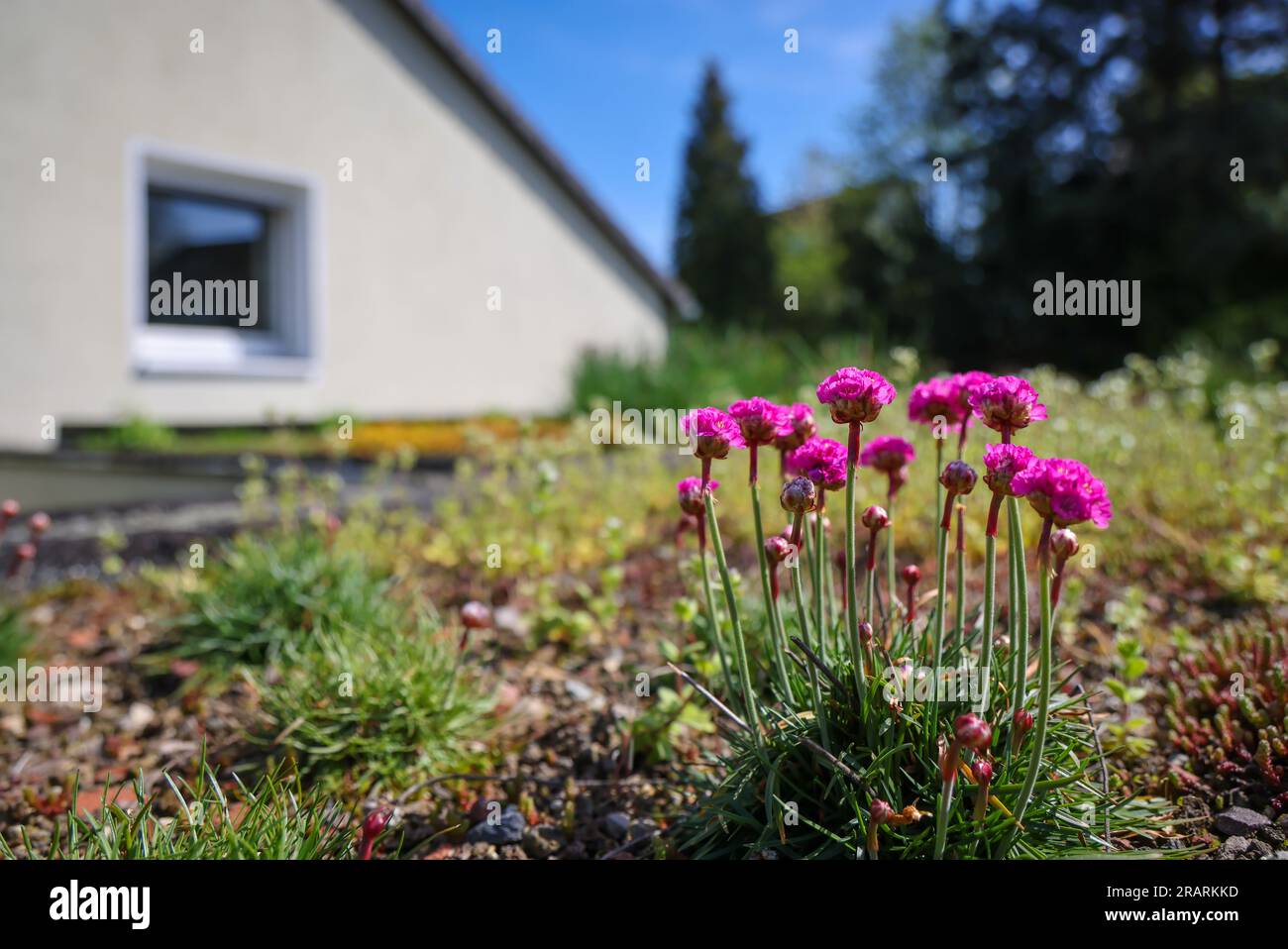 Muelheim an der Ruhr, Renania settentrionale-Vestfalia, Germania - tetto piatto con tetto verde. Ampio greening del tetto con piante a bassa crescita come le paillette Foto Stock