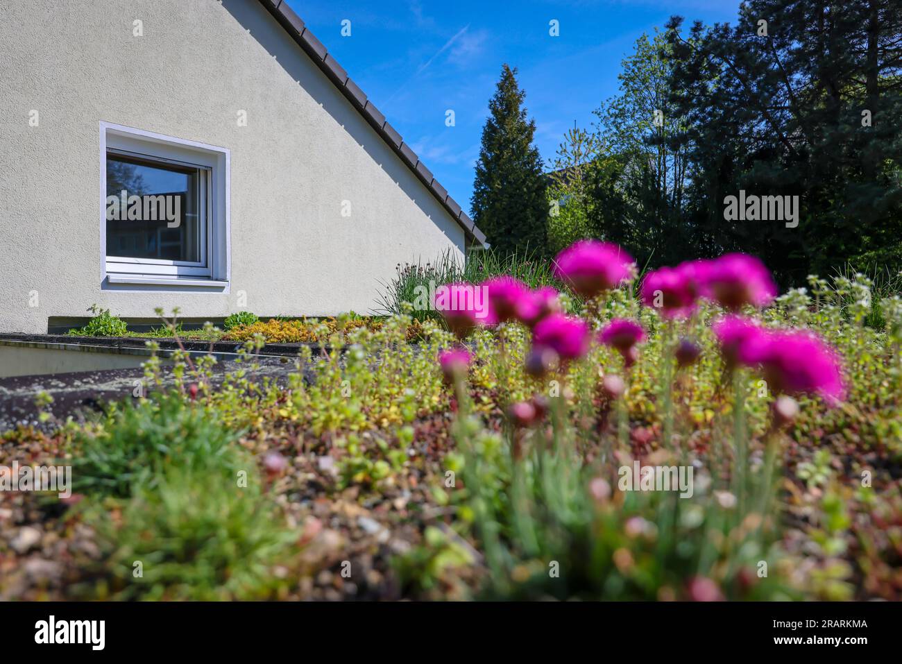 Muelheim an der Ruhr, Renania settentrionale-Vestfalia, Germania - tetto piatto con tetto verde. Ampio greening del tetto con piante a bassa crescita come le paillette Foto Stock