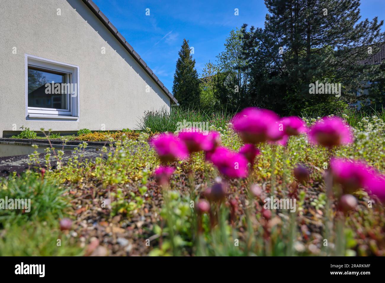 Muelheim an der Ruhr, Renania settentrionale-Vestfalia, Germania - tetto piatto con tetto verde. Ampio greening del tetto con piante a bassa crescita come le paillette Foto Stock