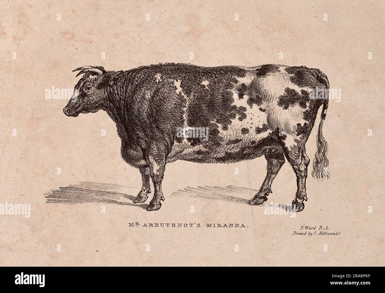 Una mucca corta corned. Litografia di J. Ward, ca 1824. - collaboratori Ward, James, 1769-1859. Scrittura della pubblicazione/creazione di Miranda di Arbuthnot Foto Stock