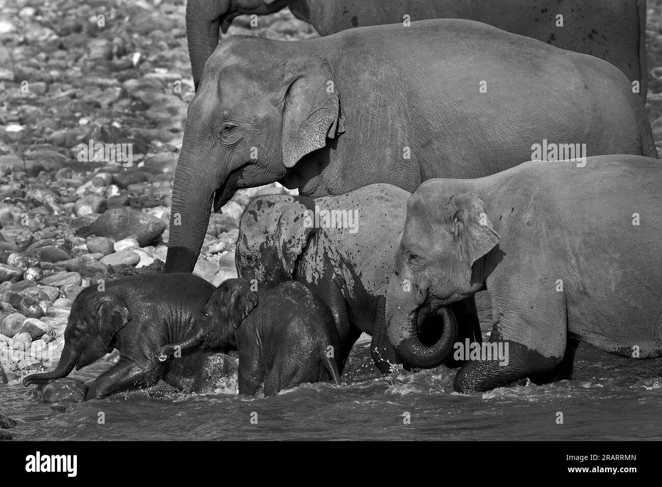 L'immagine dell'elefante asiatico è stata scattata nel parco nazionale di Corbett, in India Foto Stock