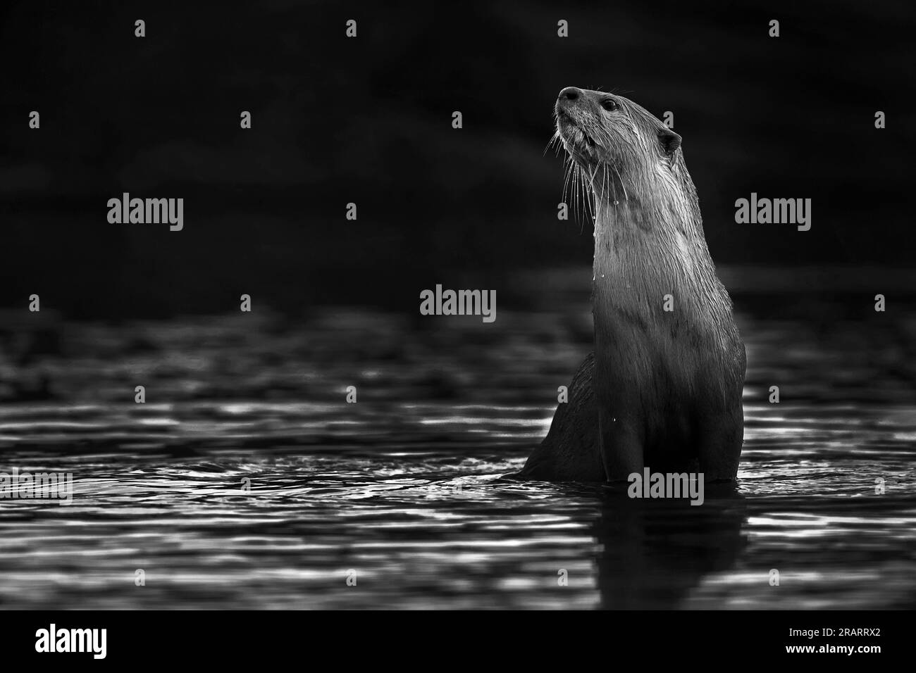 L'immagine di Otter è stata scattata a Kota, nel Rajasrthan, in India Foto Stock